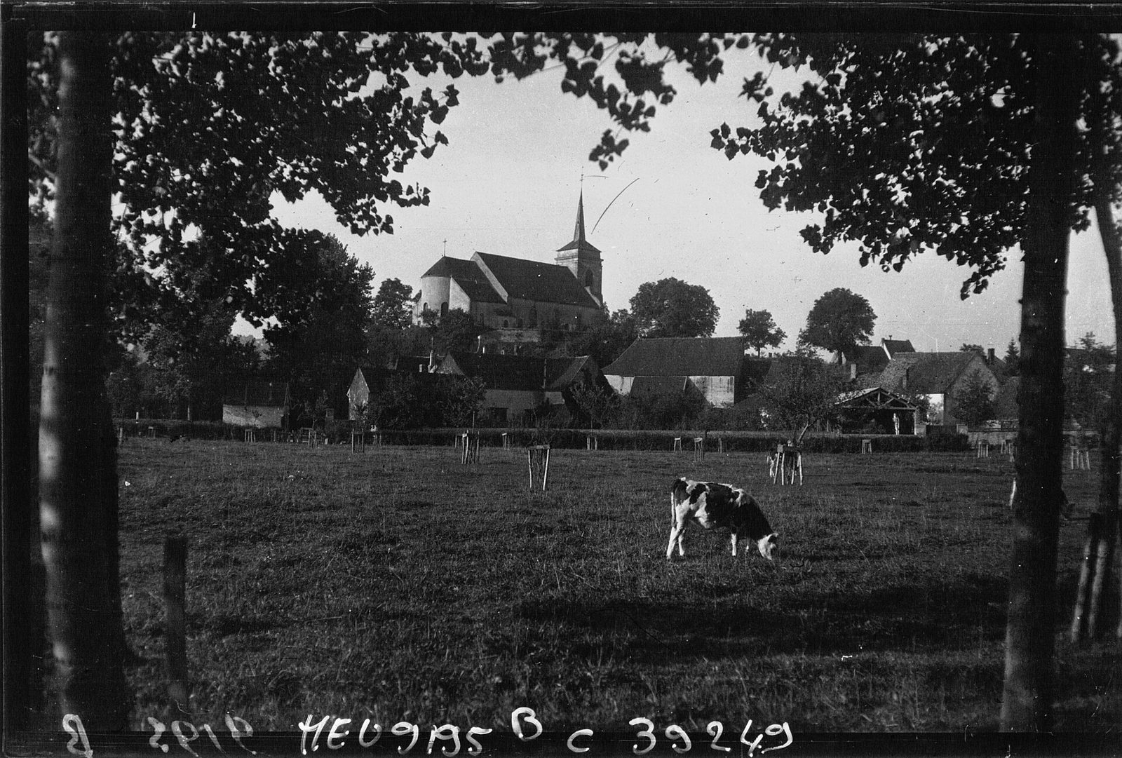 An early photograph across a wide valley of planted vine rows rising to a wooded ridge, with a village of low roofs on the slope.
