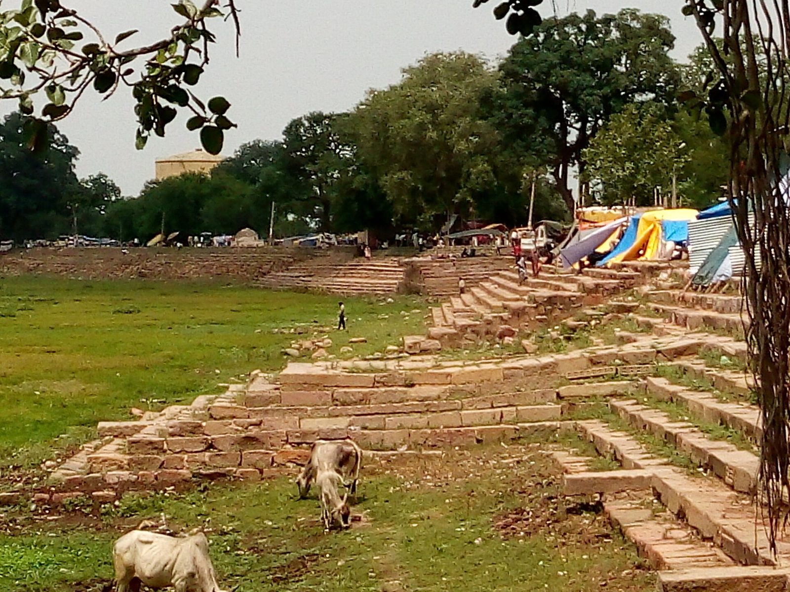 Stone steps leading down to a grassy shore, with cattle grazing by the water.