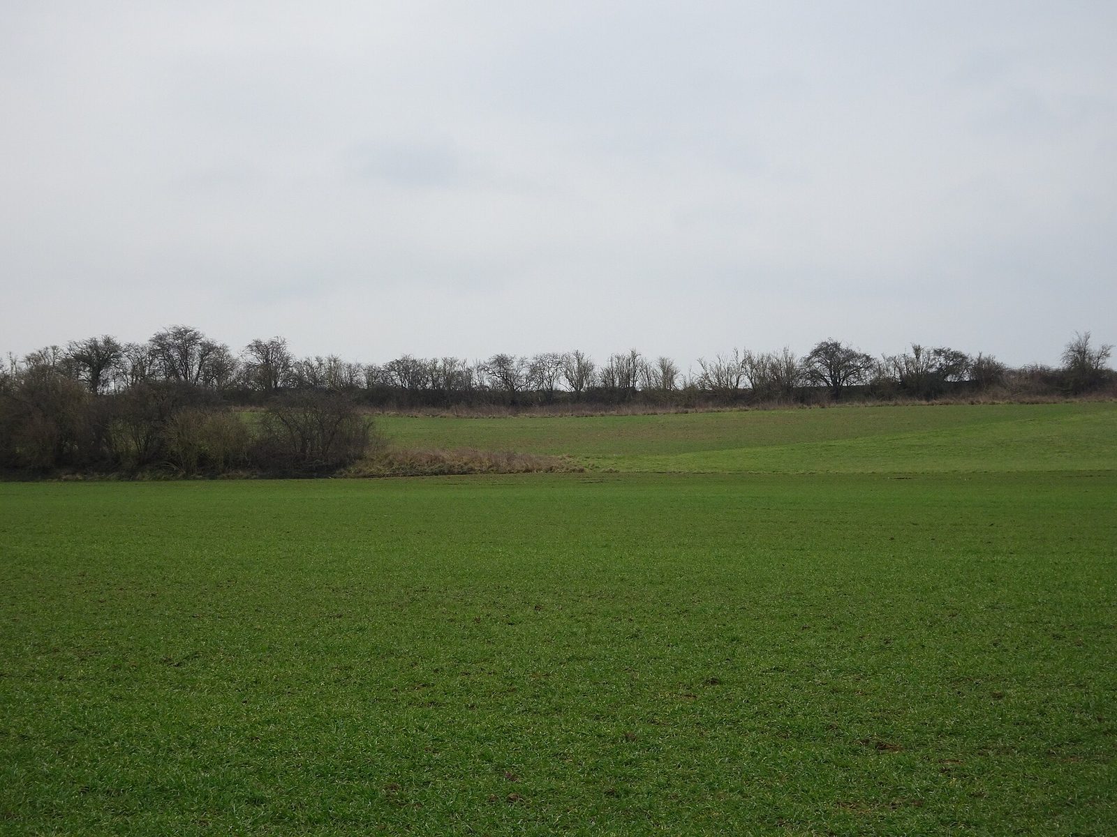 A wide flat field of mown green grass running to a line of bare trees on the horizon, with nothing else in the frame.