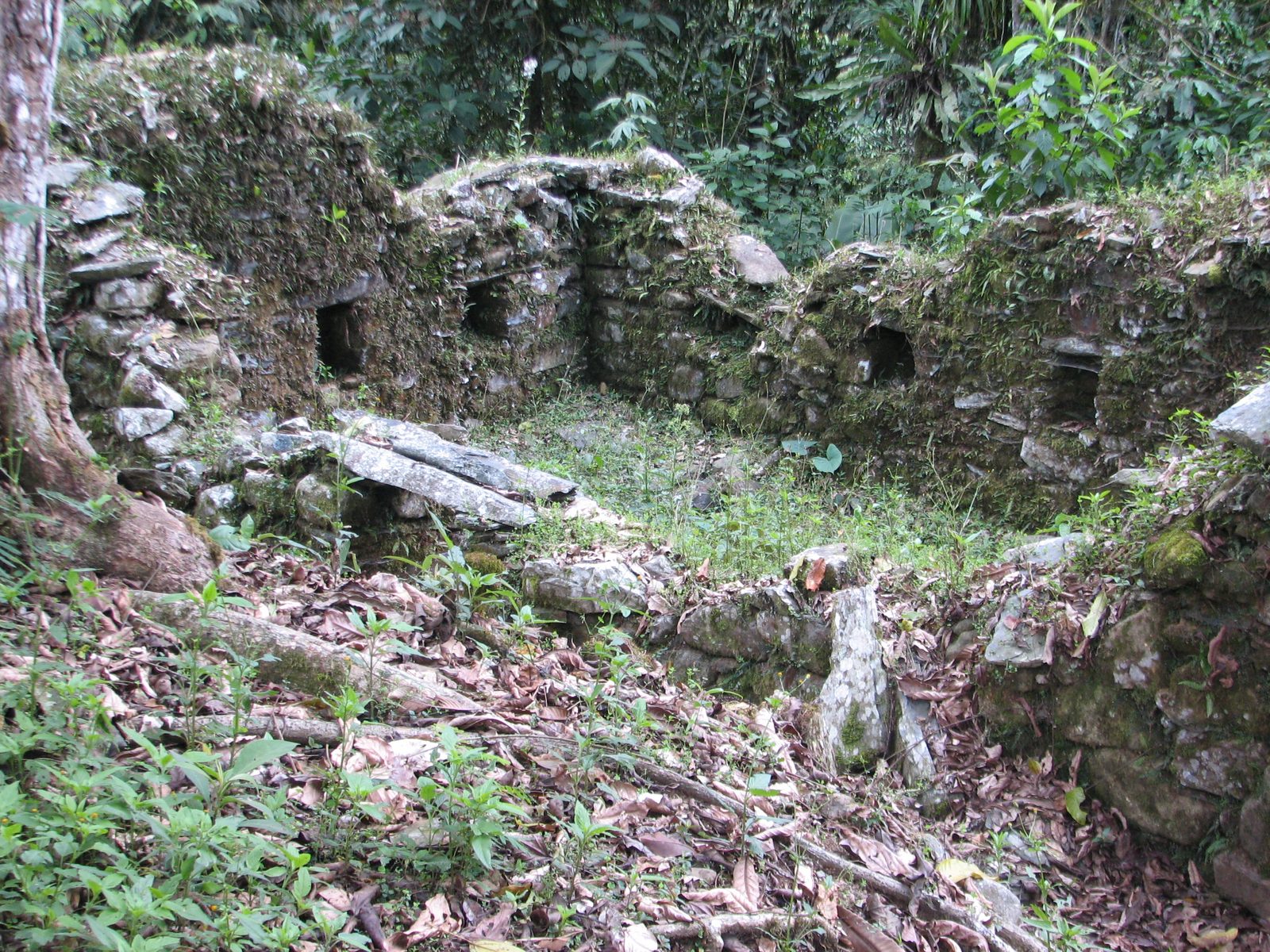 Moss-covered stone walls of a ruined house among forest trees.