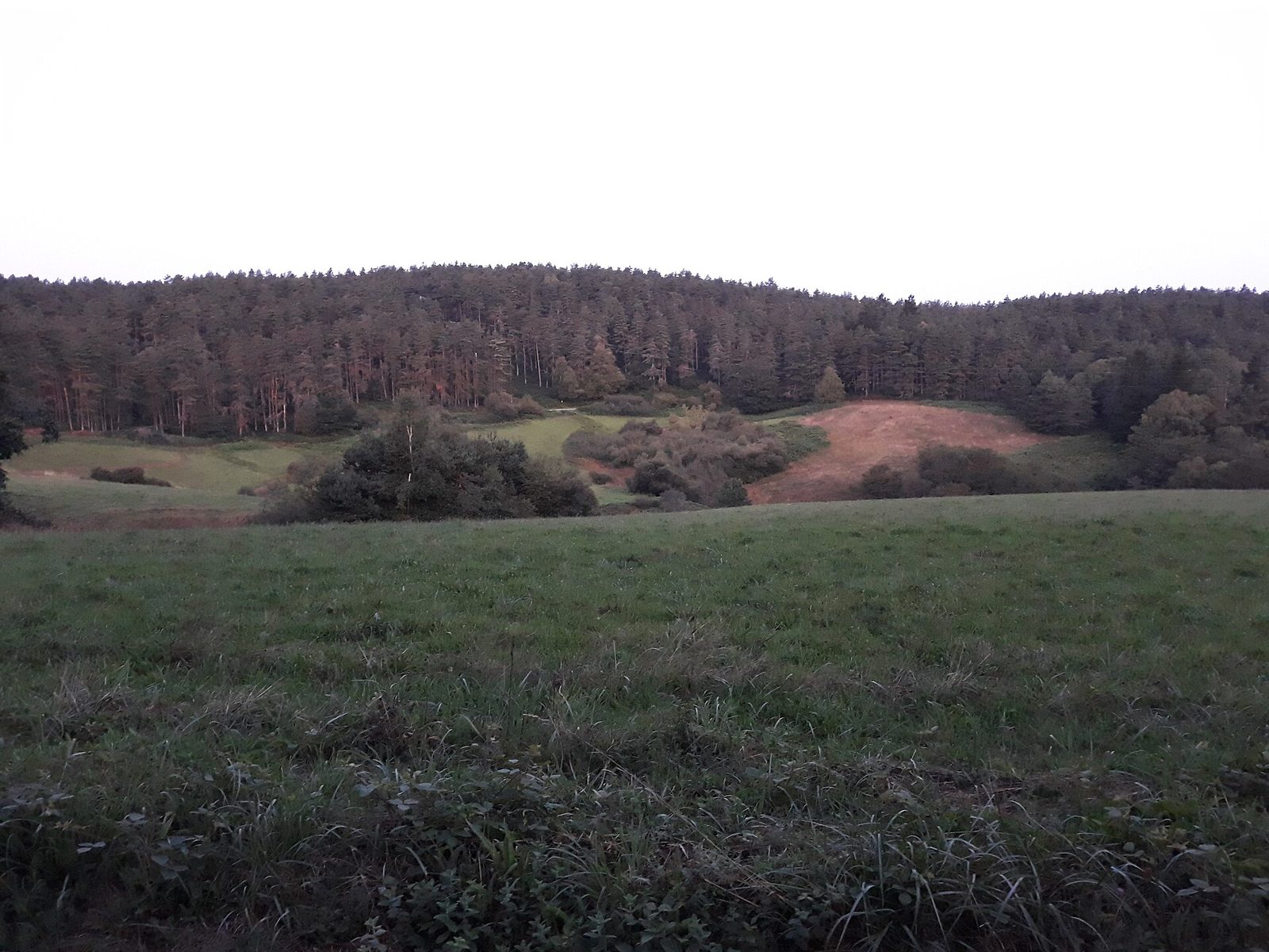 Rough green pasture in the foreground rising to a long ridge of dark pine and broadleaf woodland, under a flat overcast sky.