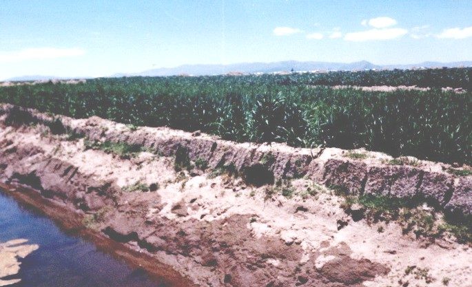 A long raised planting bed of earth beside a water-filled canal, crops growing on top.