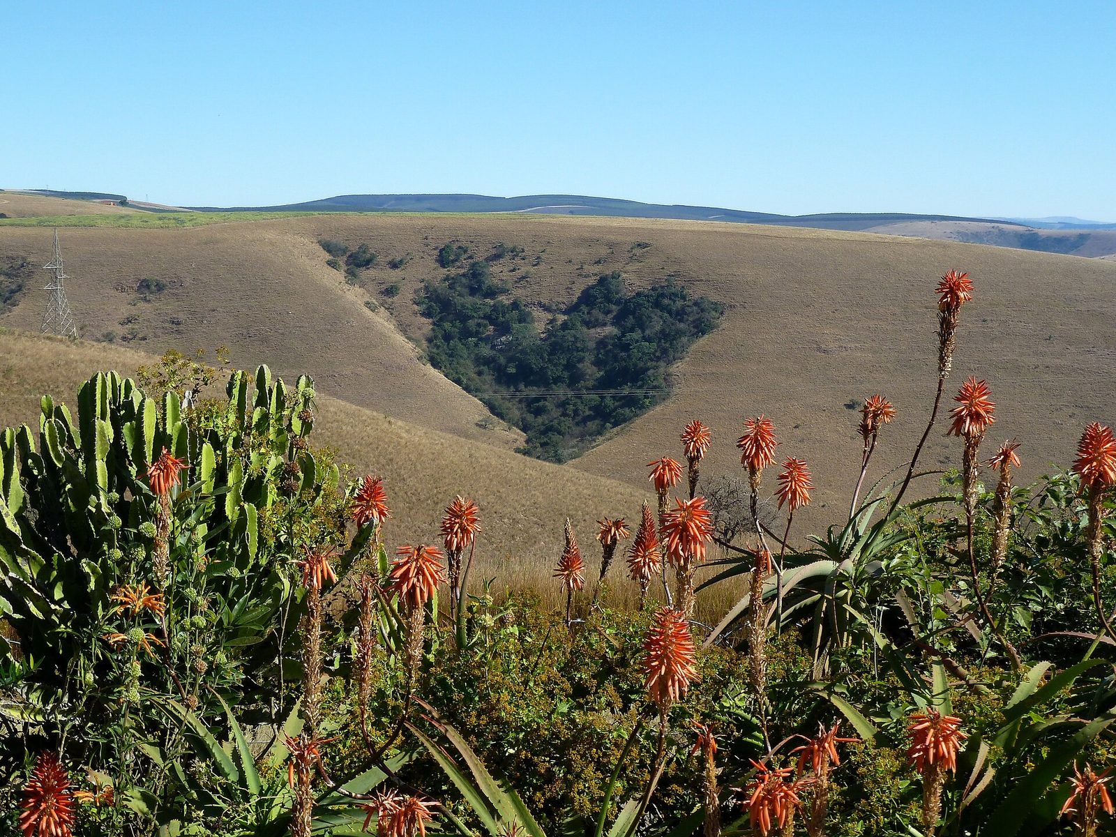 Rolling green hills and a wooded ravine, with red aloes flowering in the foreground.
